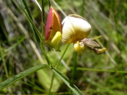 Argyrolobium tuberosum